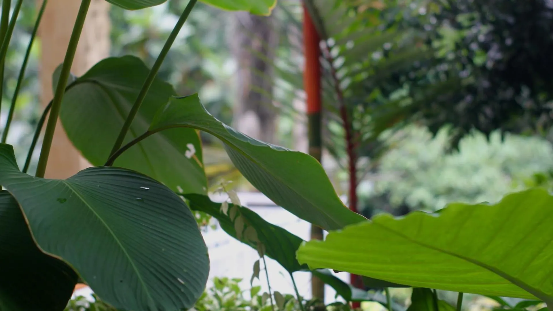 Hanaka Riverside Ubud 0*, Ubud (Bali)